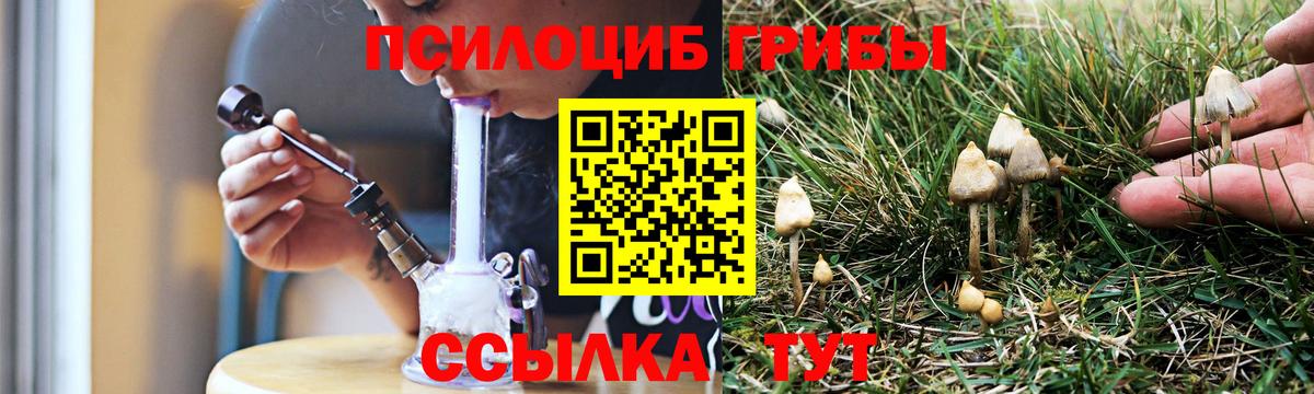 Галлюциногенные грибы Psilocybe Новоалтайск